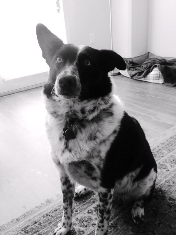 /Images/uploads/Humane Society of Utah/HSUCalendar/entries/994thumb.jpg